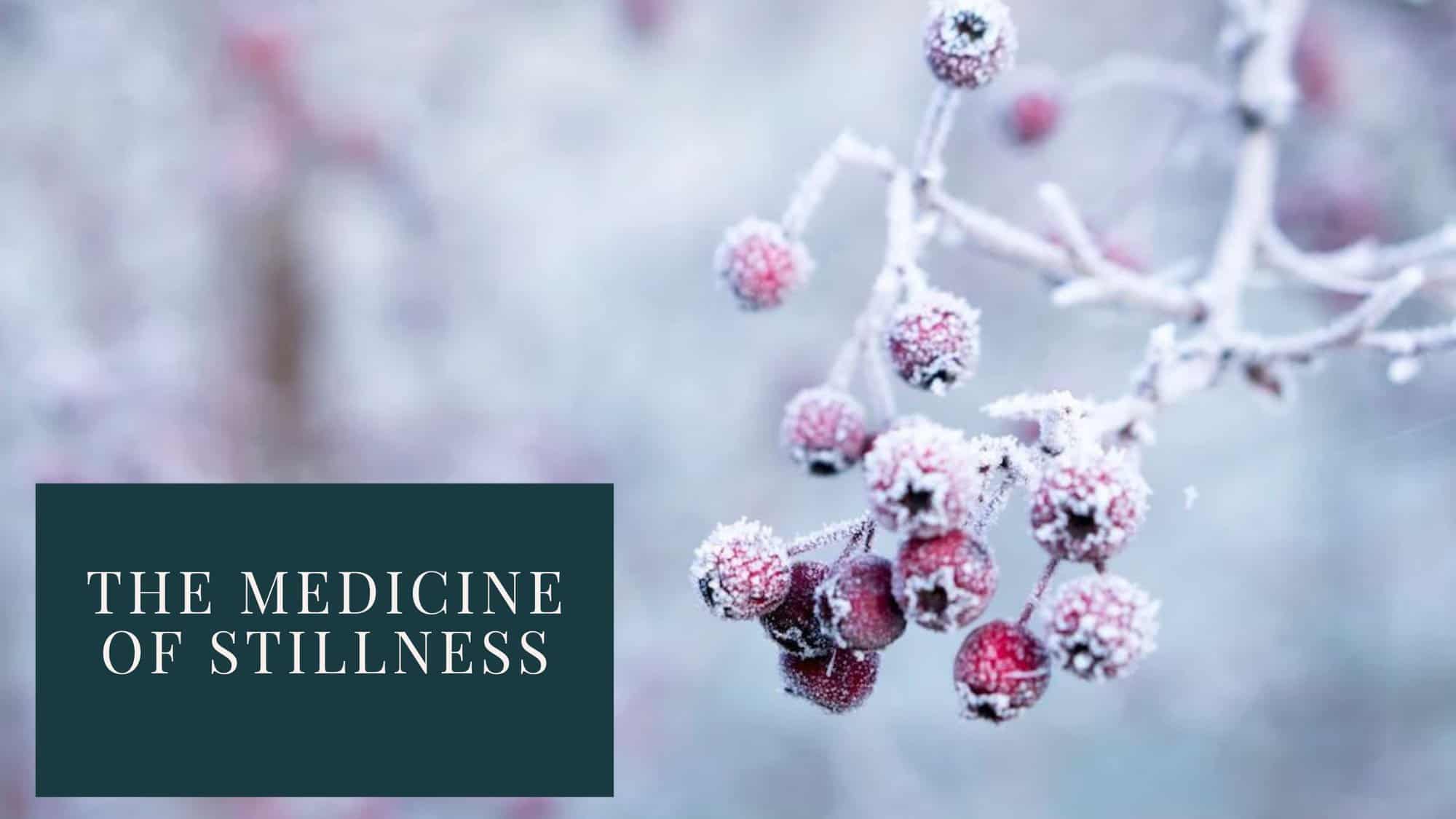 Medicine of Stillness in Coaching - Frosted Winter berries