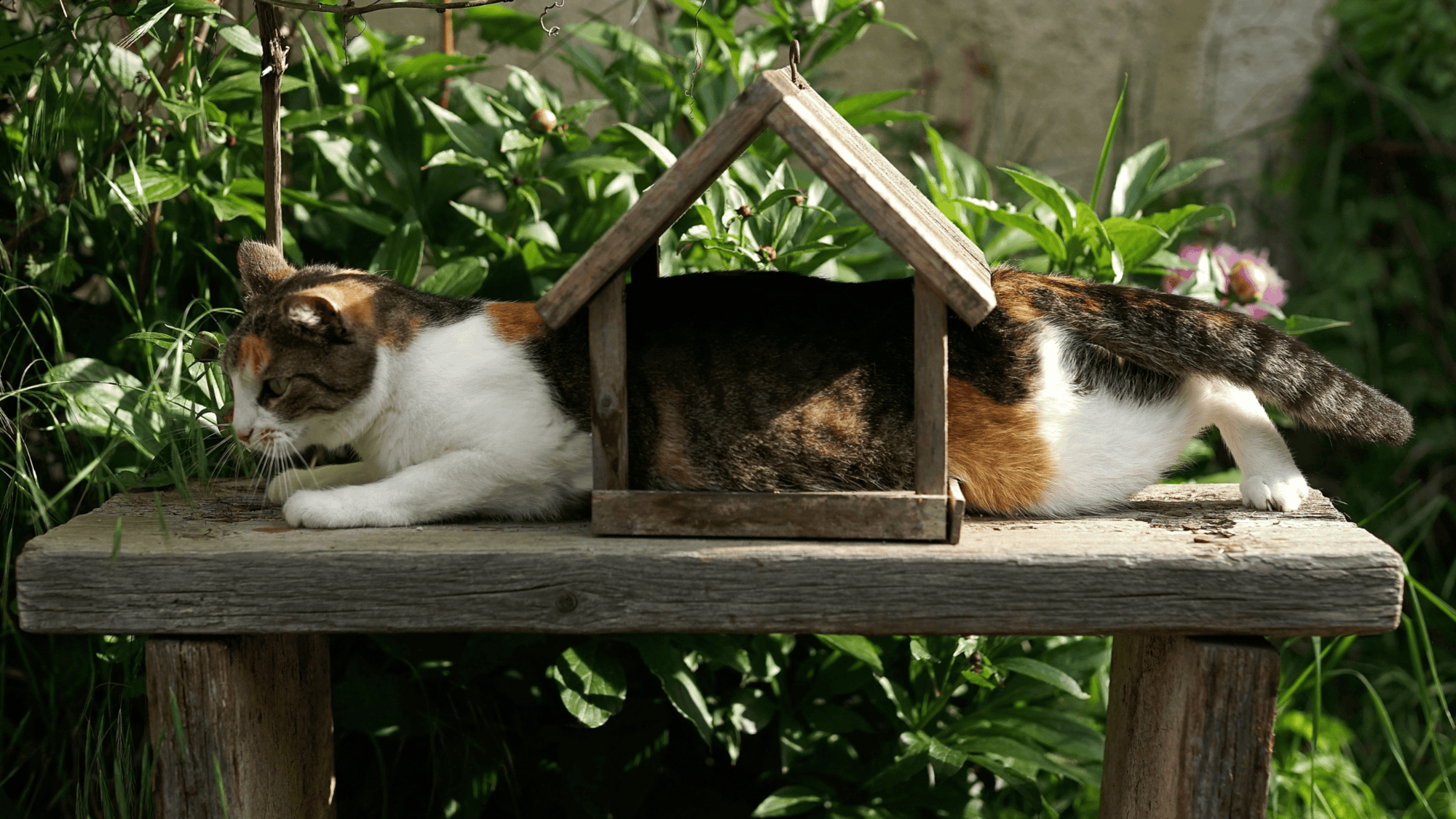 A cat lying on a table trapped in a birds house, his head and front paws on once side, his belly within, and the rest of him on the other side. Illustrating a blogpost on How to work with stuck coaching clients.